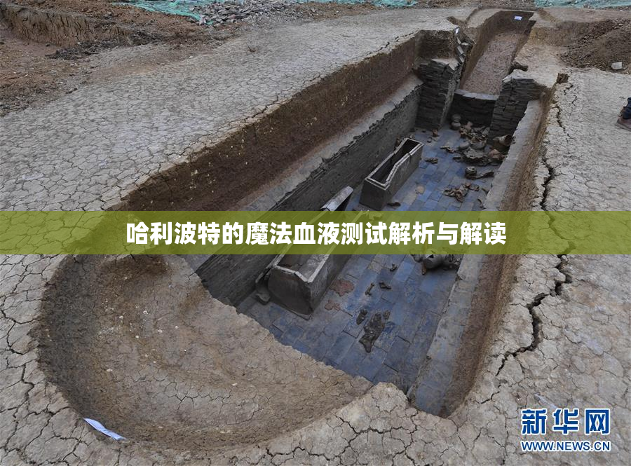 哈利波特的魔法血液测试解析与解读