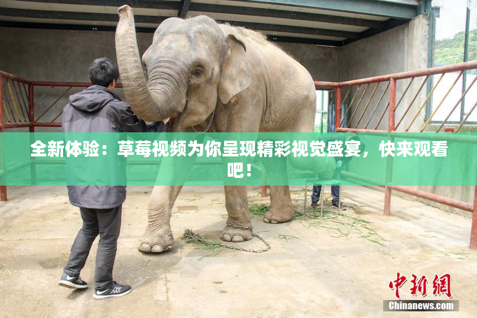 全新体验：草莓视频为你呈现精彩视觉盛宴，快来观看吧！