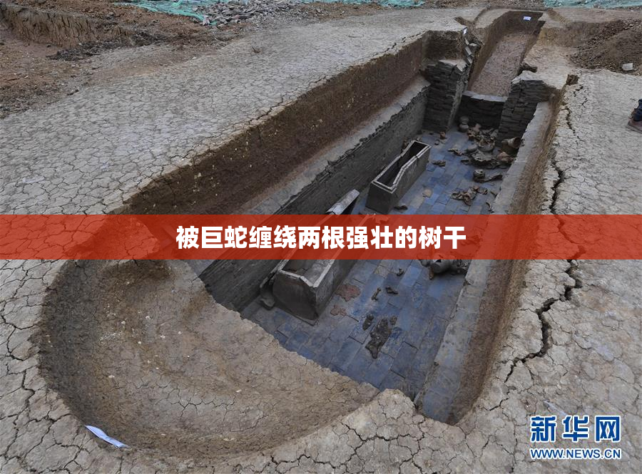 被巨蛇缠绕两根强壮的树干