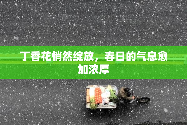 丁香花悄然绽放，春日的气息愈加浓厚