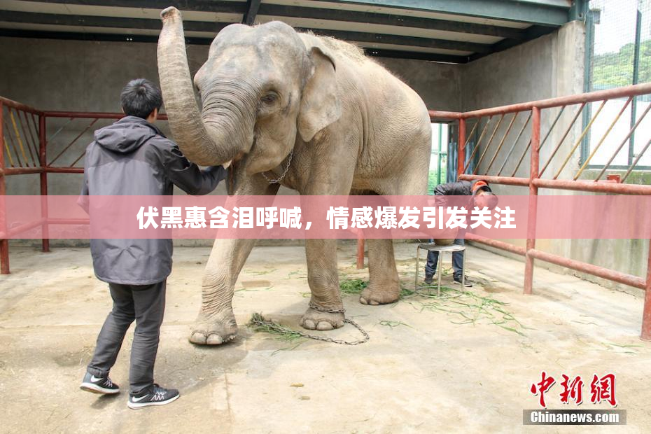 伏黑惠含泪呼喊，情感爆发引发关注