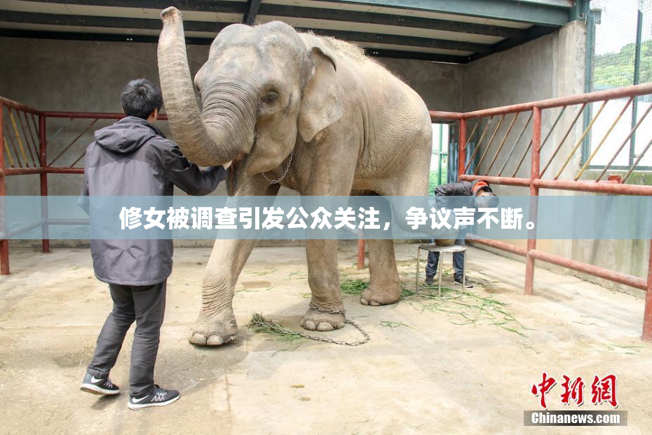 修女被调查引发公众关注，争议声不断。