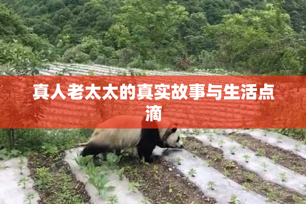 真人老太太的真实故事与生活点滴
