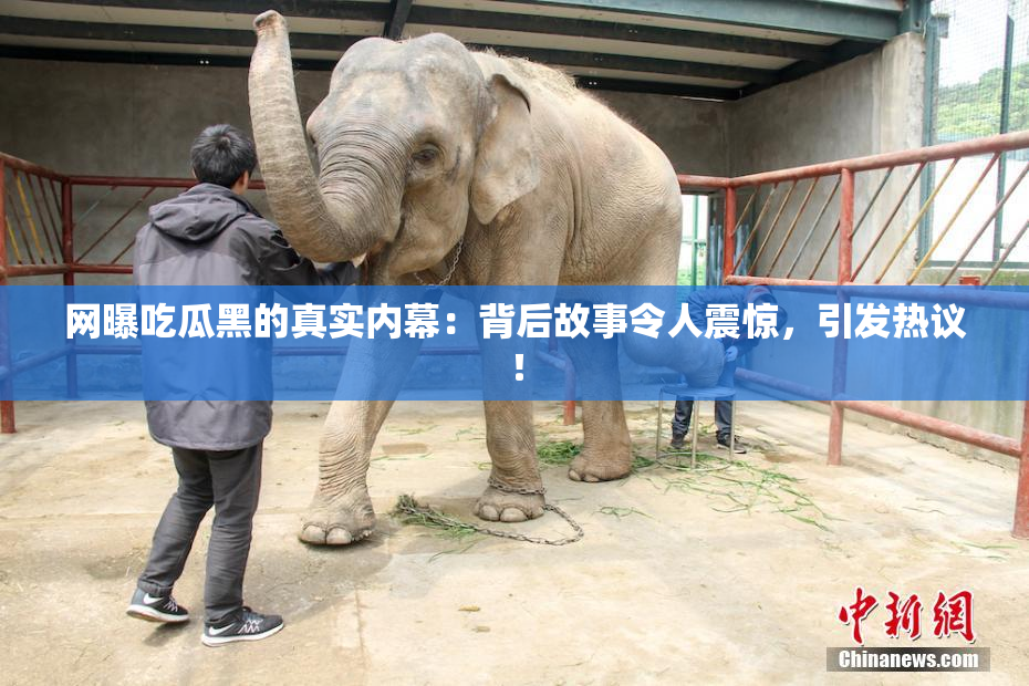 网曝吃瓜黑的真实内幕：背后故事令人震惊，引发热议！