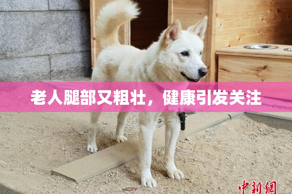 老人腿部又粗壮，健康引发关注