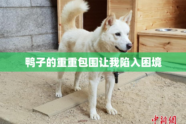 鸭子的重重包围让我陷入困境