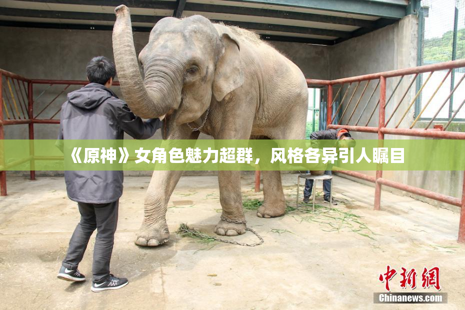 《原神》女角色魅力超群，风格各异引人瞩目