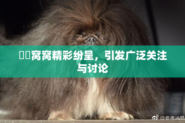 妺妺窝窝精彩纷呈，引发广泛关注与讨论