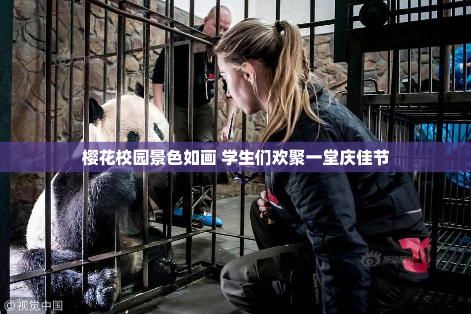 樱花校园景色如画 学生们欢聚一堂庆佳节