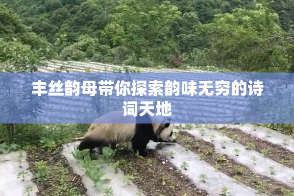 丰丝韵母带你探索韵味无穷的诗词天地
