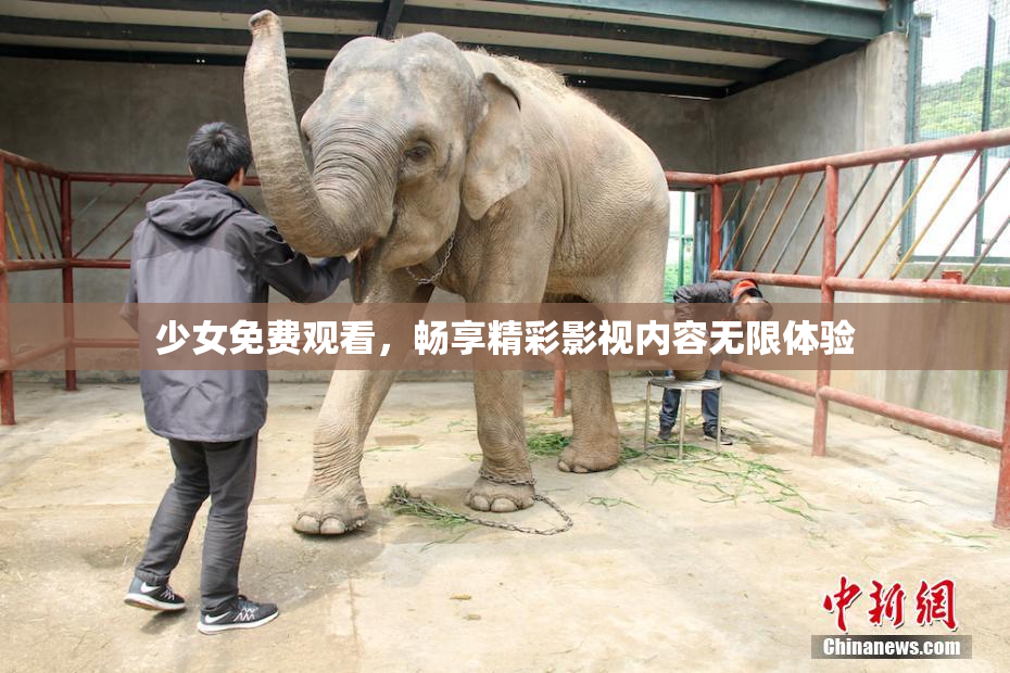 少女免费观看，畅享精彩影视内容无限体验