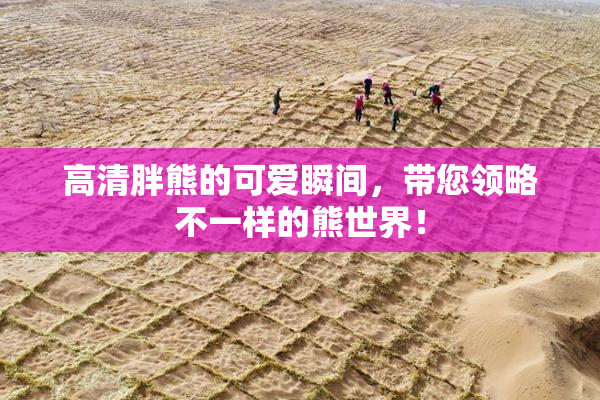 高清胖熊的可爱瞬间，带您领略不一样的熊世界！