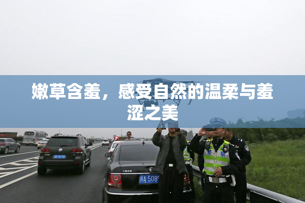 嫩草含羞，感受自然的温柔与羞涩之美
