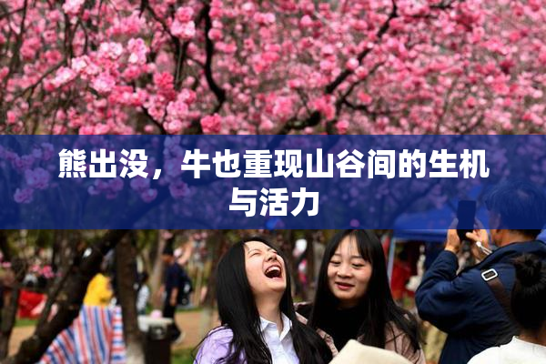 熊出没，牛也重现山谷间的生机与活力