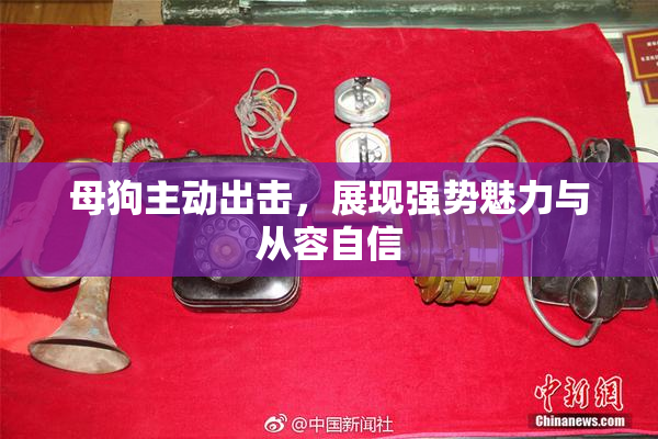 母狗主动出击，展现强势魅力与从容自信