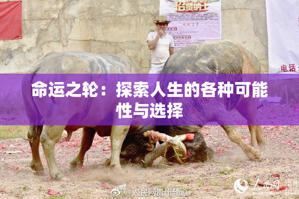 命运之轮：探索人生的各种可能性与选择