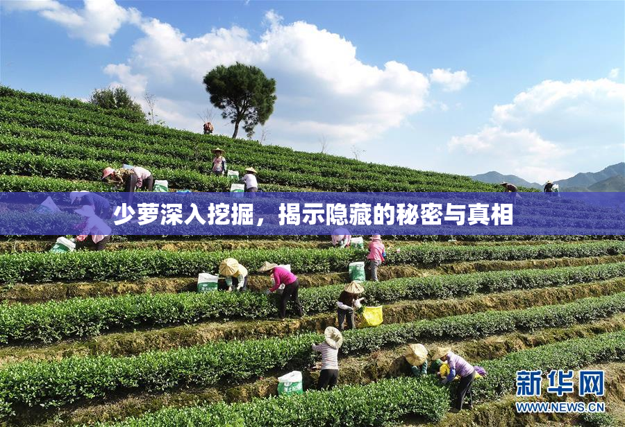 少萝深入挖掘，揭示隐藏的秘密与真相
