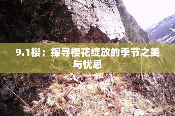 9.1樱：探寻樱花绽放的季节之美与忧思