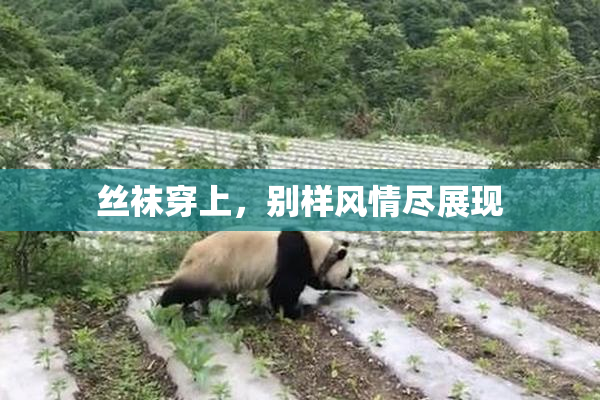 丝袜穿上，别样风情尽展现