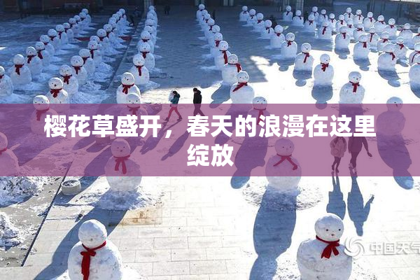 樱花草盛开，春天的浪漫在这里绽放