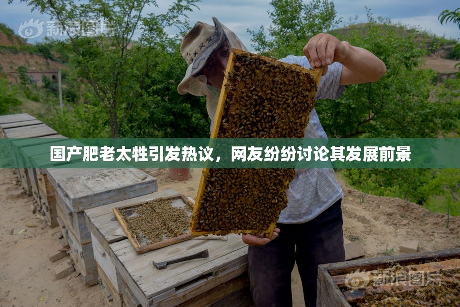 国产肥老太牲引发热议，网友纷纷讨论其发展前景