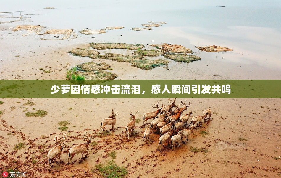 少萝因情感冲击流泪，感人瞬间引发共鸣