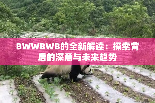 BWWBWB的全新解读：探索背后的深意与未来趋势