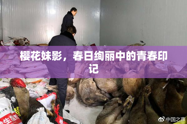 樱花妹影，春日绚丽中的青春印记