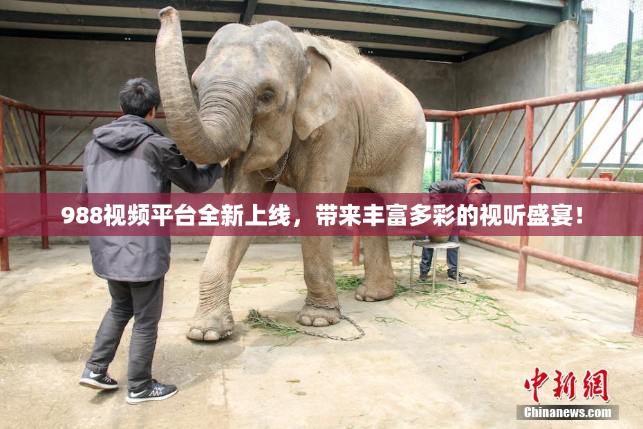 988视频平台全新上线，带来丰富多彩的视听盛宴！