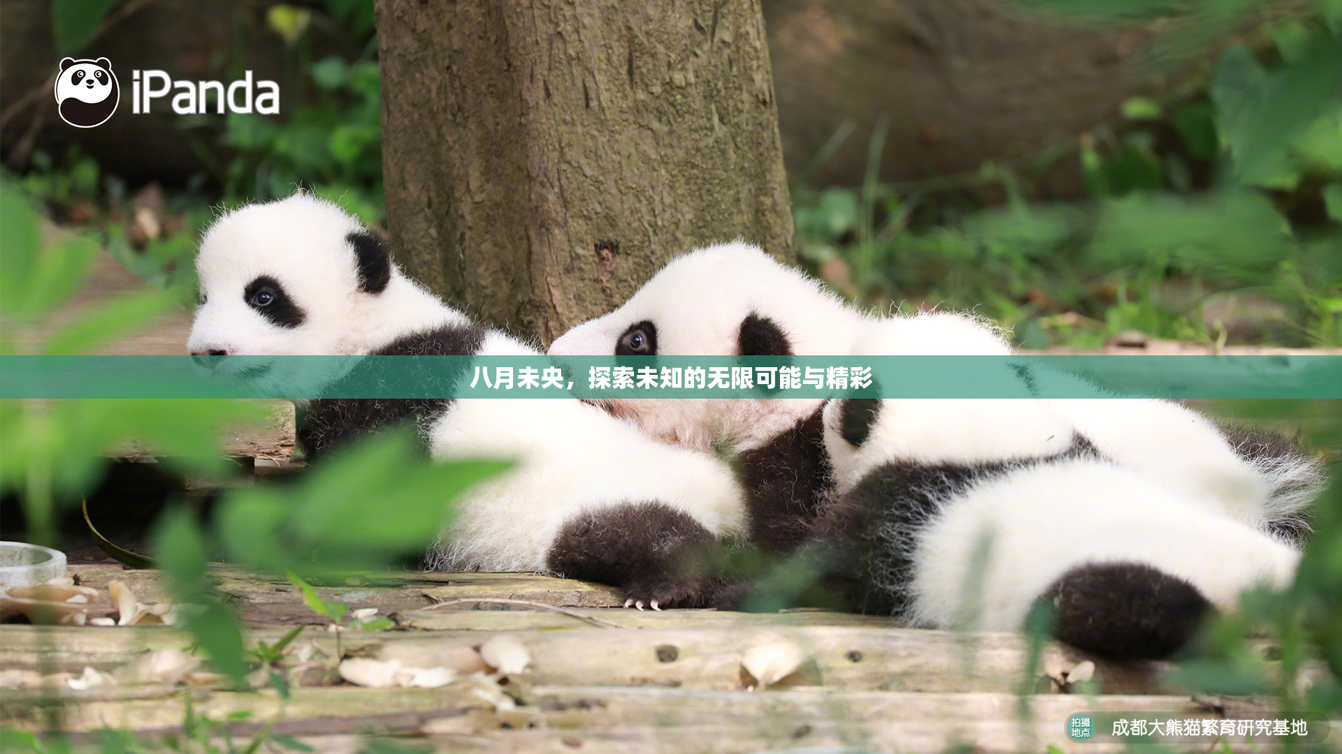 八月未央，探索未知的无限可能与精彩