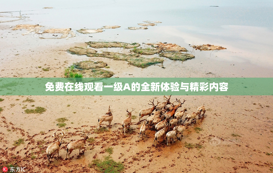 免费在线观看一级A的全新体验与精彩内容