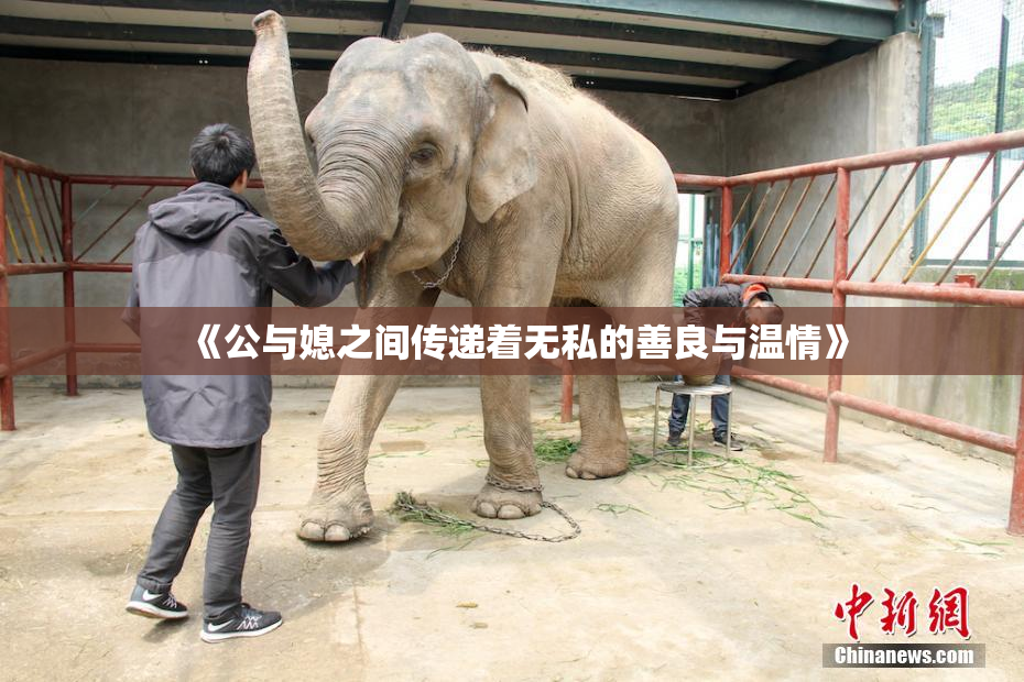 《公与媳之间传递着无私的善良与温情》