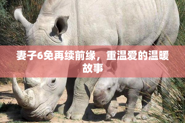 妻子6免再续前缘，重温爱的温暖故事