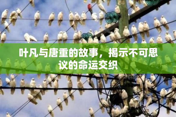 叶凡与唐重的故事，揭示不可思议的命运交织