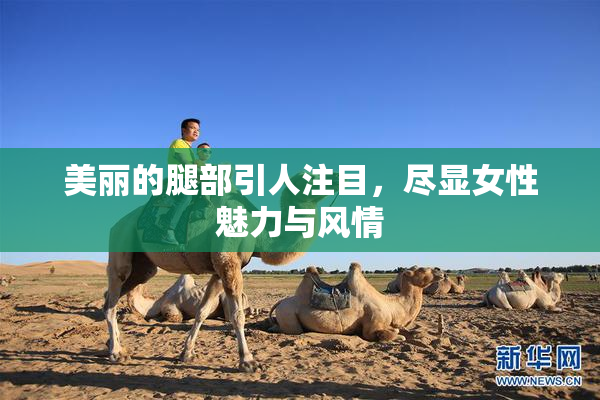 美丽的腿部引人注目，尽显女性魅力与风情