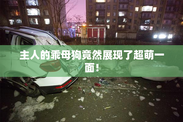主人的乖母狗竟然展现了超萌一面！