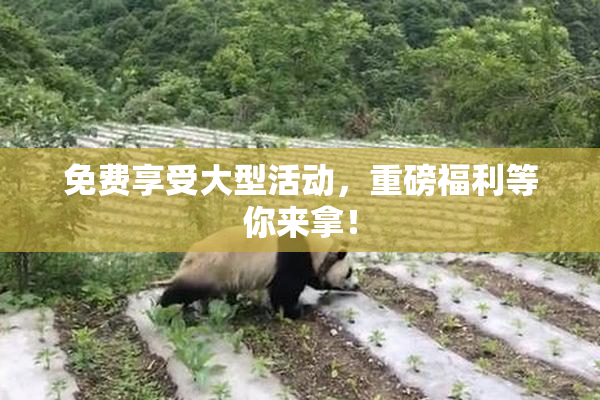 免费享受大型活动，重磅福利等你来拿！