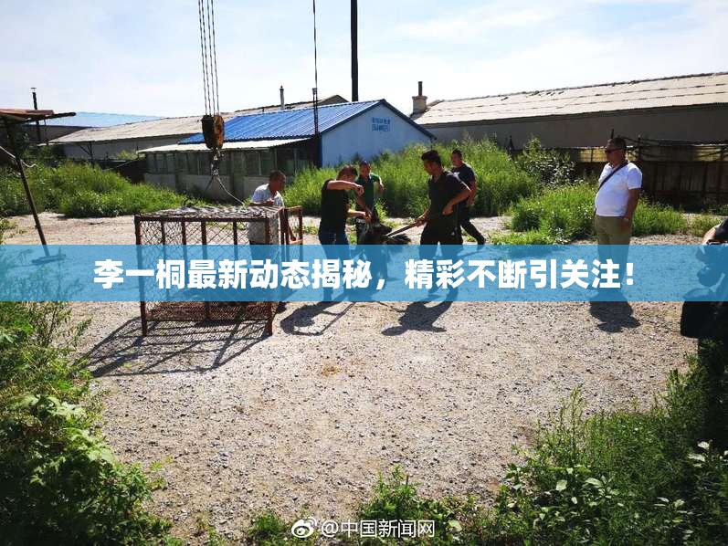 李一桐最新动态揭秘，精彩不断引关注！