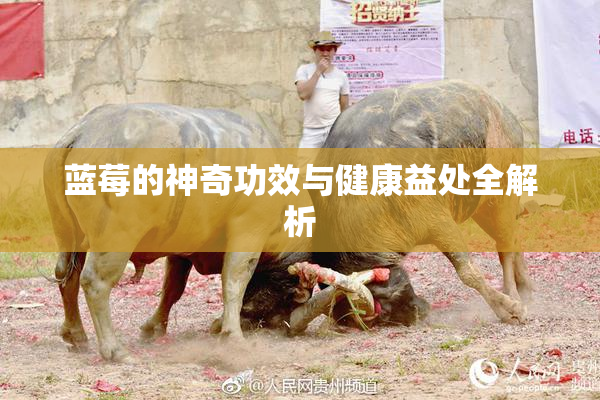 蓝莓的神奇功效与健康益处全解析