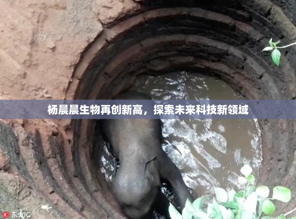 杨晨晨生物再创新高，探索未来科技新领域