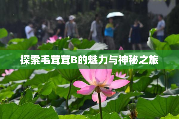 探索毛茸茸B的魅力与神秘之旅