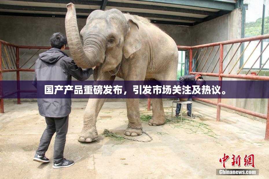 国产产品重磅发布，引发市场关注及热议。