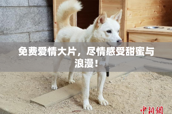 免费爱情大片，尽情感受甜蜜与浪漫！