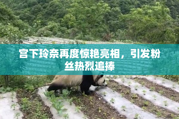 宫下玲奈再度惊艳亮相，引发粉丝热烈追捧