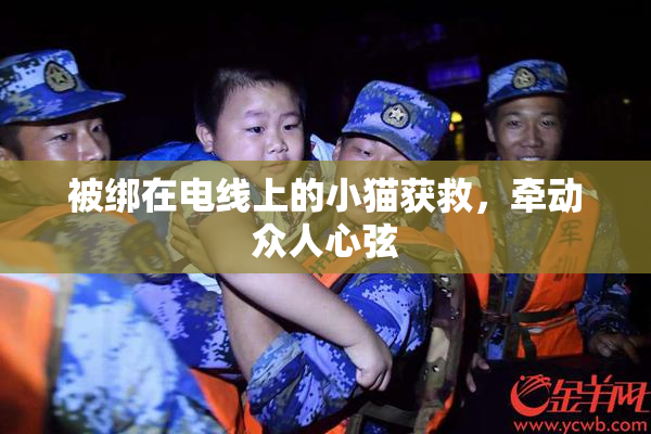 被绑在电线上的小猫获救，牵动众人心弦