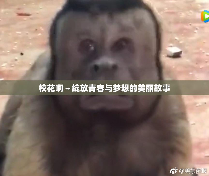 校花啊～绽放青春与梦想的美丽故事