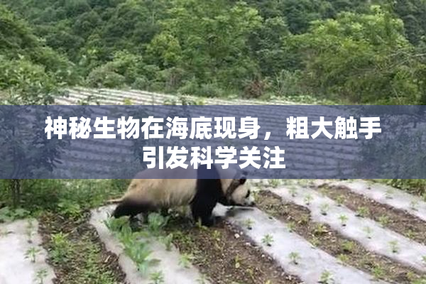 神秘生物在海底现身，粗大触手引发科学关注