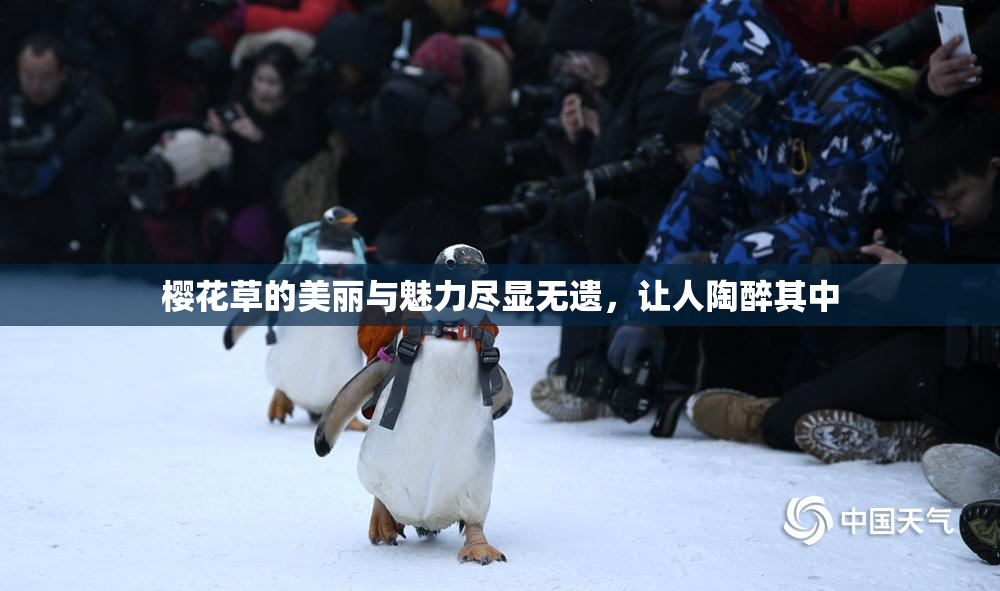 樱花草的美丽与魅力尽显无遗，让人陶醉其中