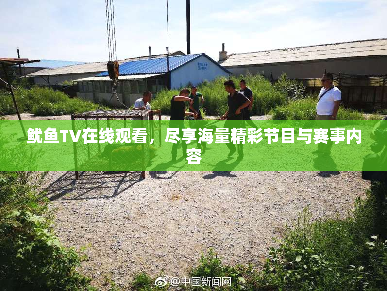 鱿鱼TV在线观看，尽享海量精彩节目与赛事内容