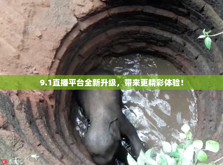 9.1直播平台全新升级，带来更精彩体验！